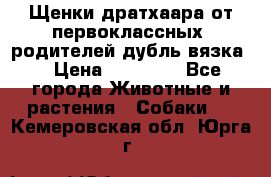 Щенки дратхаара от первоклассных  родителей(дубль вязка) › Цена ­ 22 000 - Все города Животные и растения » Собаки   . Кемеровская обл.,Юрга г.